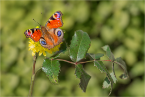 Butterflies